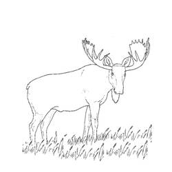 Dessin à colorier: Caribou (Animaux) #1546 - Coloriages à Imprimer Gratuits