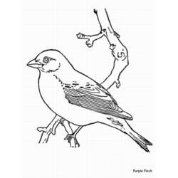 Dessin à colorier: Oiseaux (Animaux) #12090 - Coloriages à Imprimer Gratuits