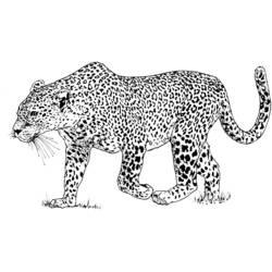 Leopard - Kostenlose Ausmalbilder zum Ausdrucken