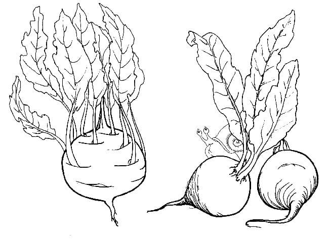 Dessin à colorier: Betterave (Alimentation et Nutrition) #213785 - Coloriages à Imprimer Gratuits