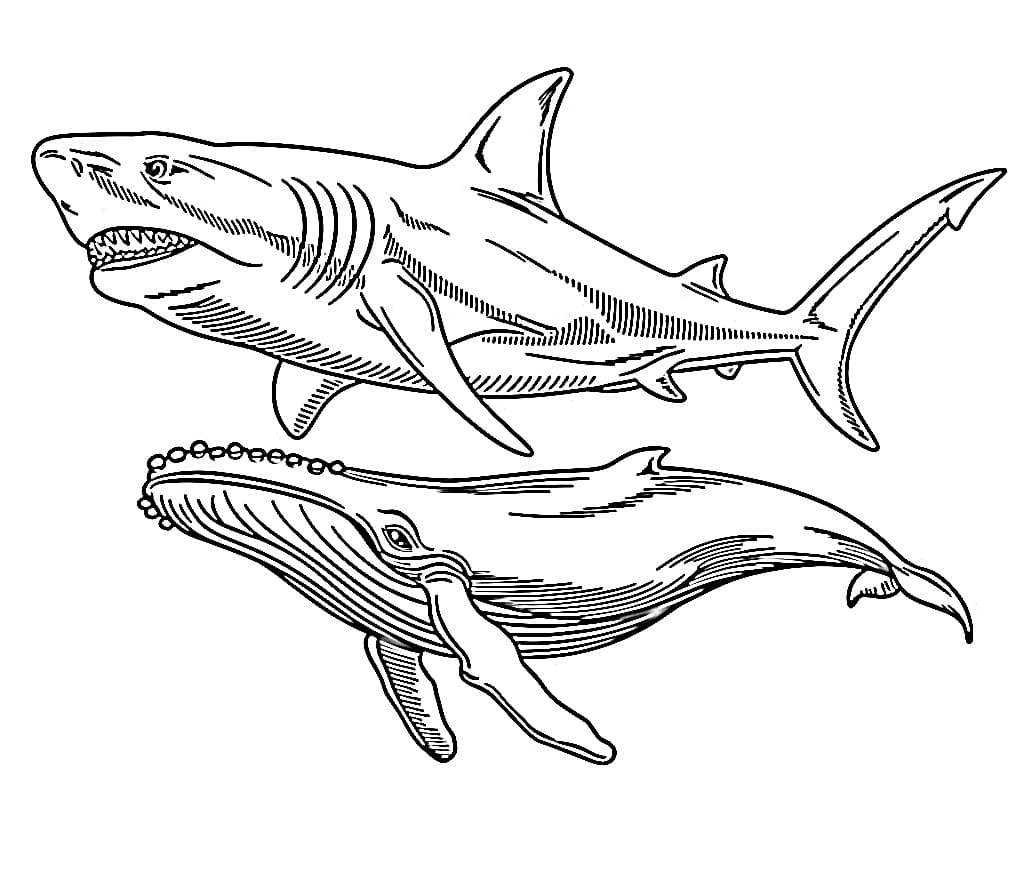 Coloriage gratuit Mégalodon #220721 de la collection Animaux préhistoriques à imprimer