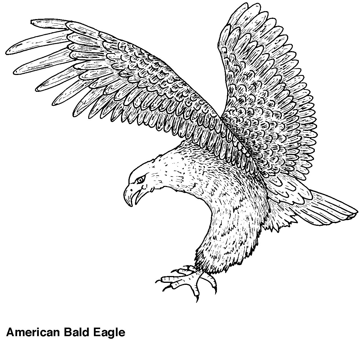 Dessin à colorier: Aigle (Animaux) #285 - Coloriages à imprimer