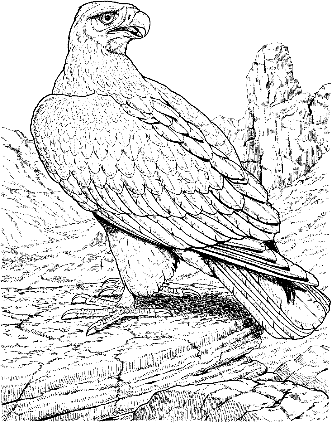 Dessin à colorier: Aigle (Animaux) #291 - Coloriages à imprimer