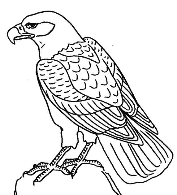 Dessin à colorier: Aigle (Animaux) #302 - Coloriages à imprimer
