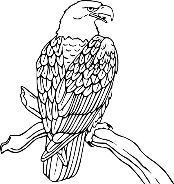 Dessin à colorier: Aigle (Animaux) #308 - Coloriages à imprimer