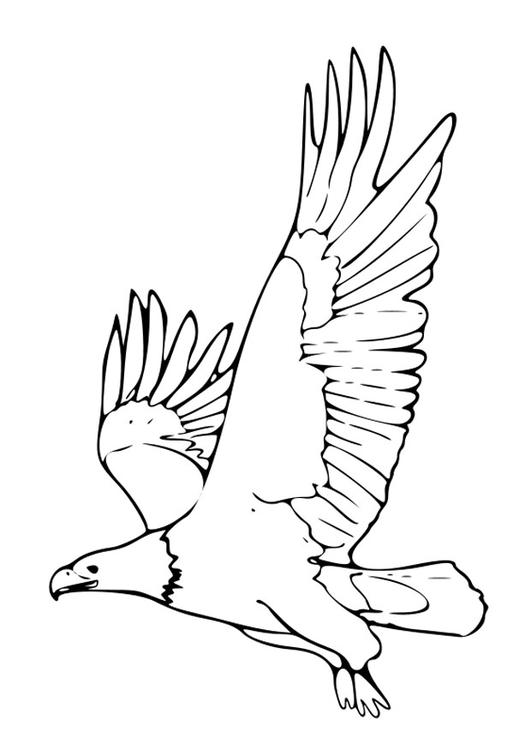 Dessin à colorier: Aigle (Animaux) #329 - Coloriages à imprimer