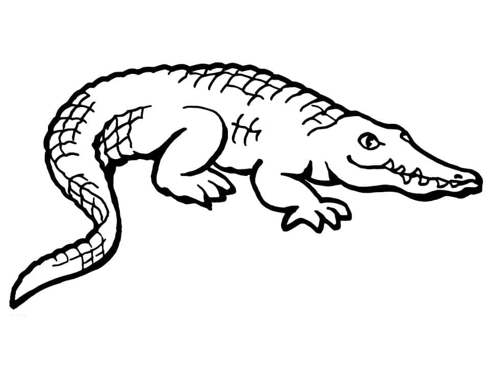 Coloriage gratuit Alligator #210212 de la collection Animaux à imprimer