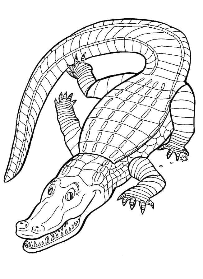 Coloriage gratuit Alligator #210214 de la collection Animaux à imprimer