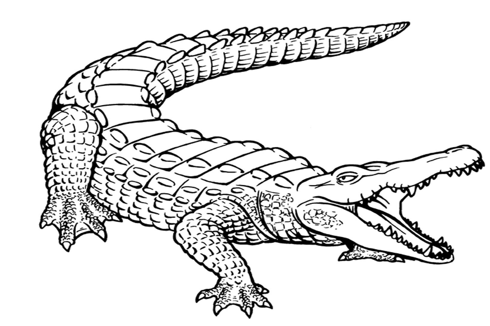 Dessin à colorier: Alligator (Animaux) #375 - Coloriages à imprimer