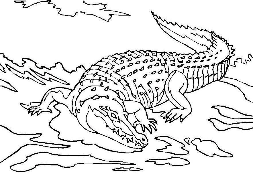 Dessin à colorier: Alligator (Animaux) #392 - Coloriages à imprimer