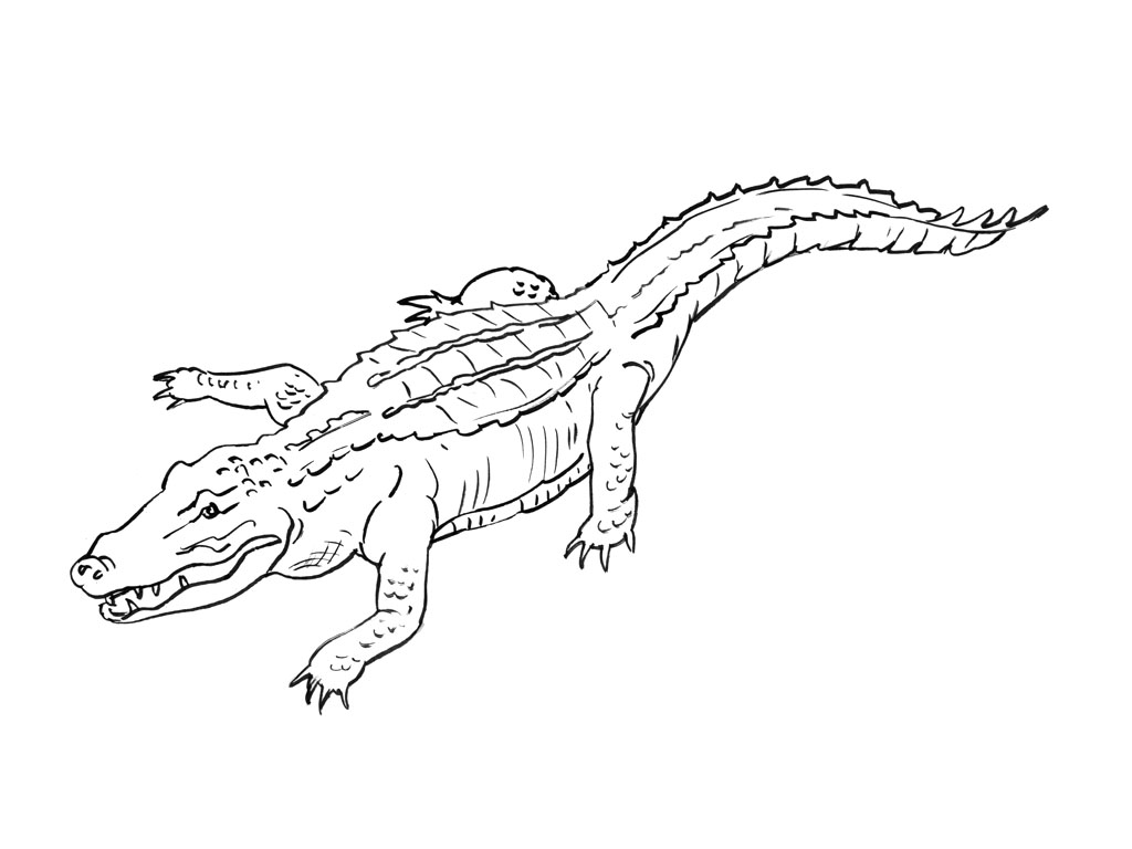 Dessin à colorier: Alligator (Animaux) #470 - Coloriages à imprimer