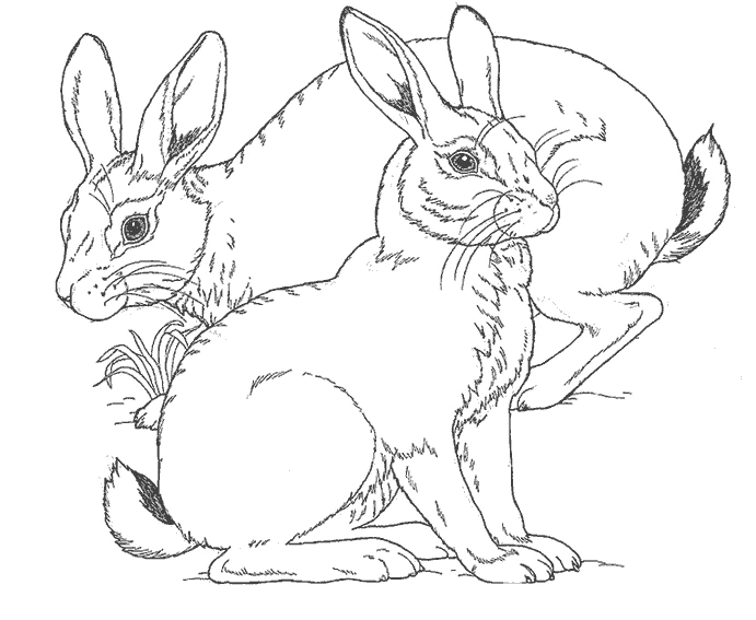 Coloriage gratuit Animaux de ferme #21466 de la collection Animaux à imprimer