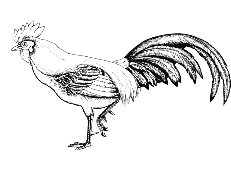 Dessin à colorier: Animaux de ferme (Animaux) #21642 - Coloriages à Imprimer Gratuits