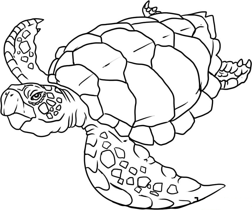 Dessin à colorier: Animaux marins (Animaux) #22001 - Coloriages à imprimer
