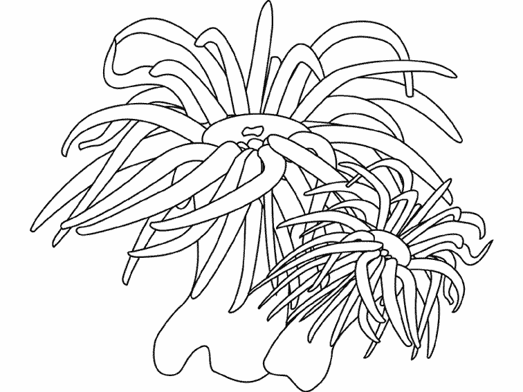 Dessin à colorier: Animaux marins (Animaux) #22125 - Coloriages à imprimer