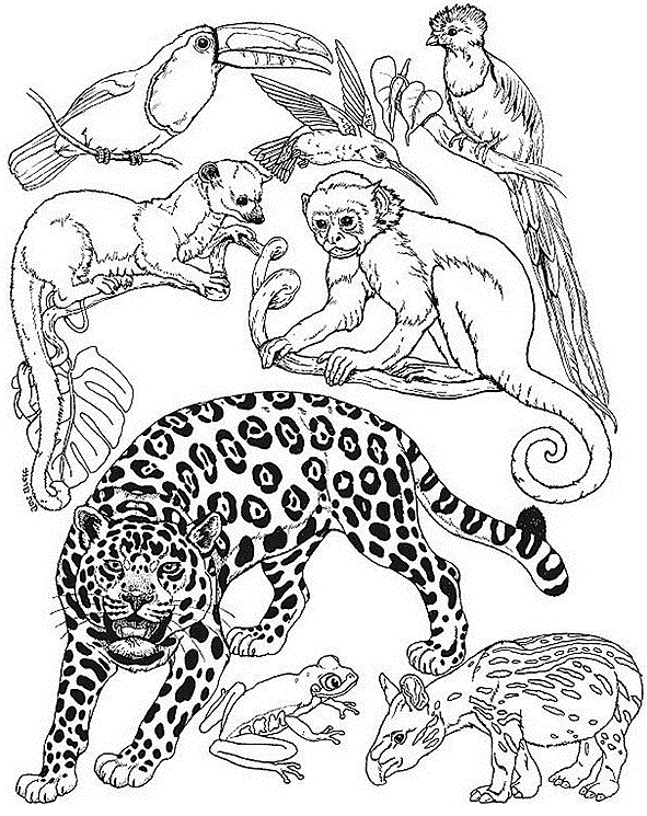 Dessin à colorier: Animaux sauvages / de la jungle (Animaux) #21101 - Coloriages à imprimer