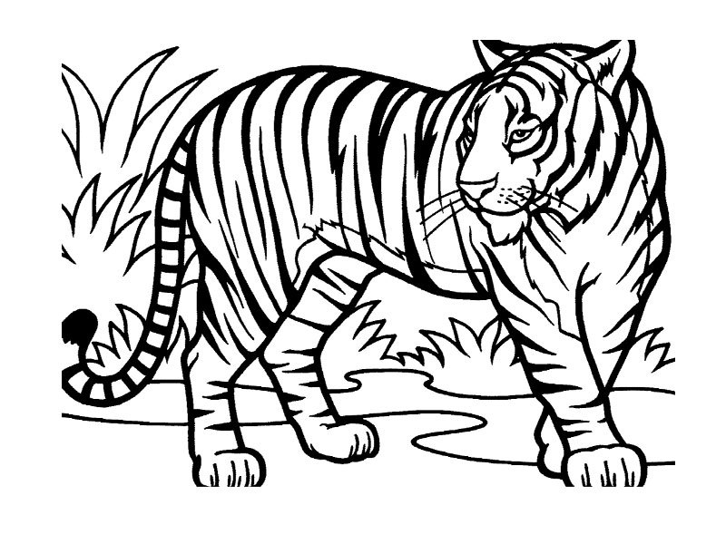Dessin à colorier: Animaux sauvages / de la jungle (Animaux) #21114 - Coloriages à imprimer
