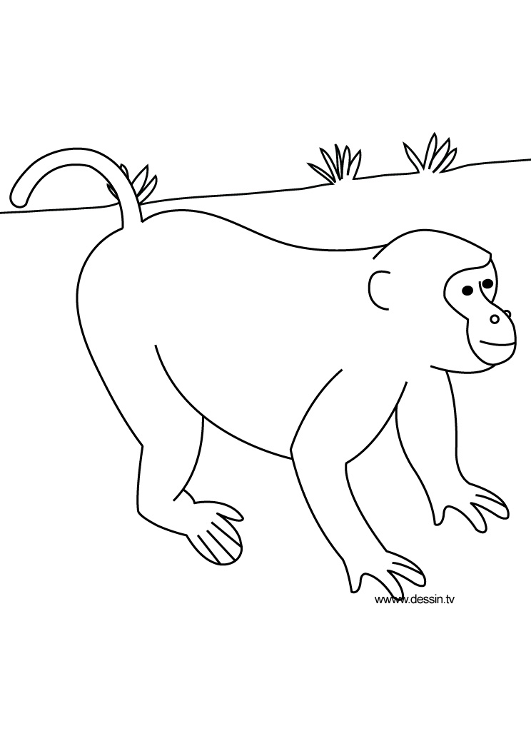Dessin à colorier: Animaux sauvages / de la jungle (Animaux) #21359 - Coloriages à imprimer