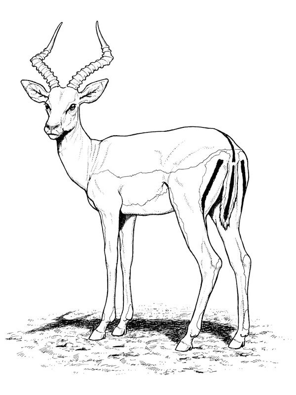 Dessin à colorier: Antilope (Animaux) #22580 - Coloriages à Imprimer Gratuits