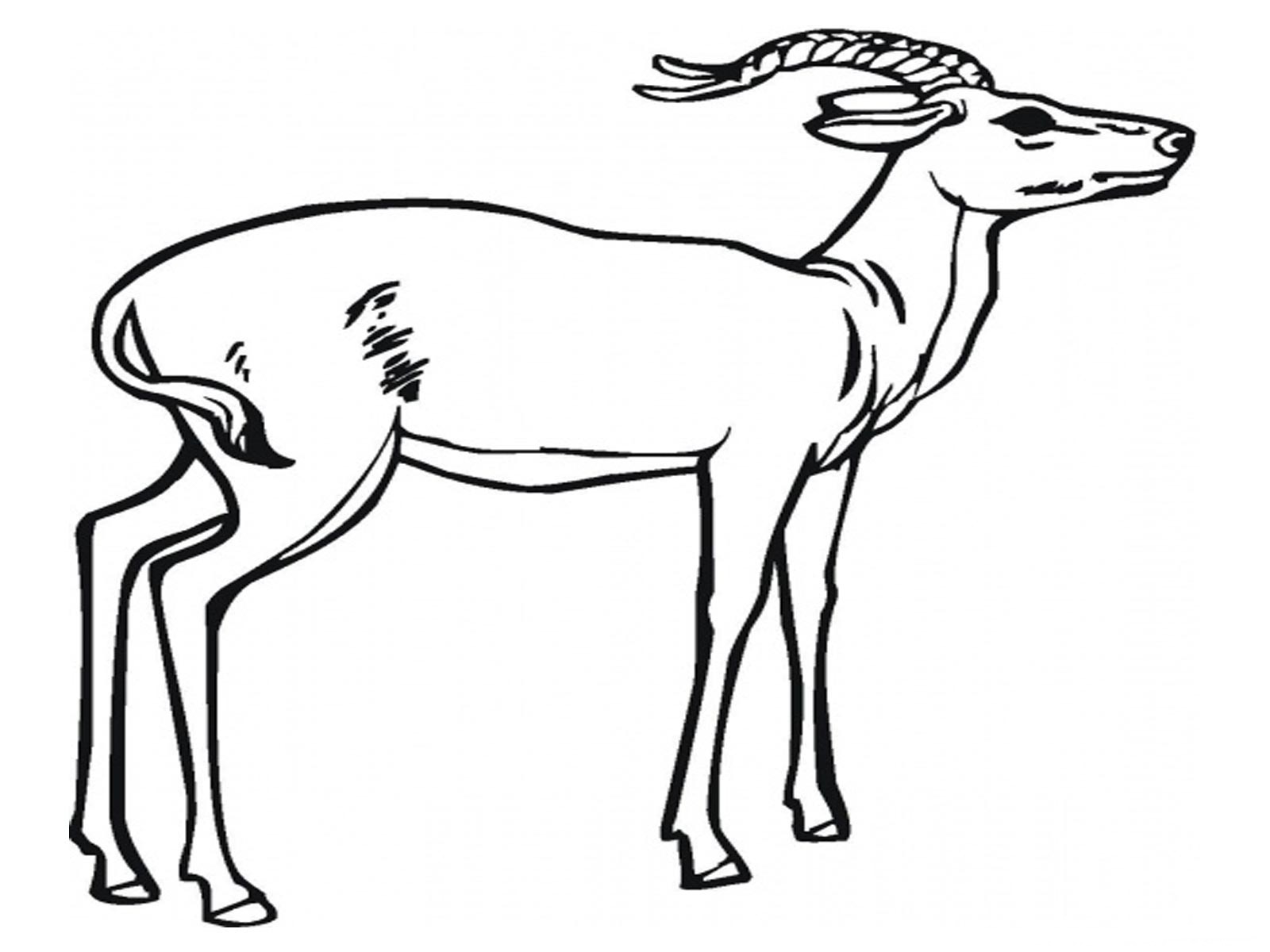 Dessin à colorier: Antilope (Animaux) #22582 - Coloriages à imprimer