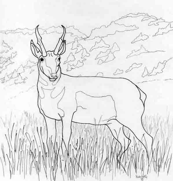 Dessin à colorier: Antilope (Animaux) #22586 - Coloriages à imprimer