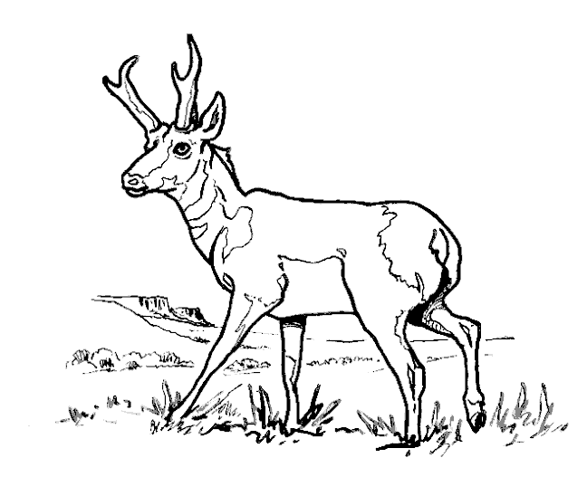 Dessin à colorier: Antilope (Animaux) #22588 - Coloriages à Imprimer Gratuits
