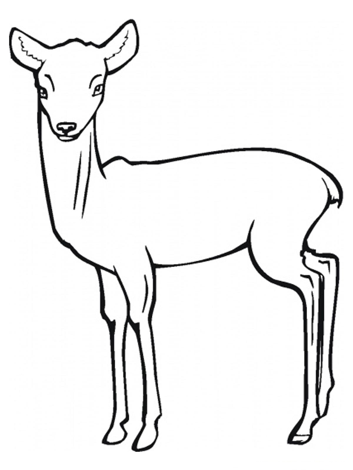 Dessin à colorier: Antilope (Animaux) #22595 - Coloriages à imprimer
