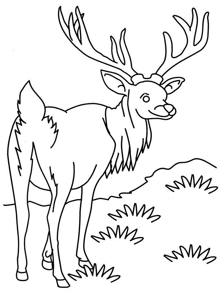 Dessin à colorier: Antilope (Animaux) #22603 - Coloriages à imprimer