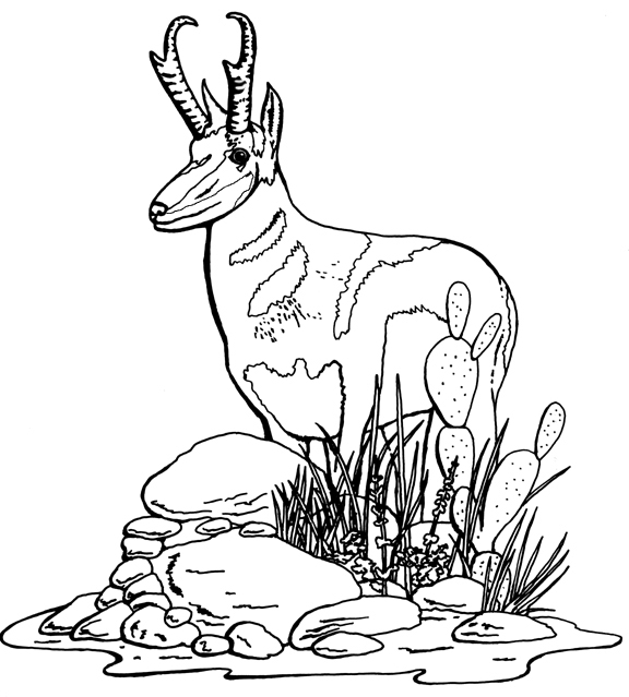 Dessin à colorier: Antilope (Animaux) #22606 - Coloriages à imprimer