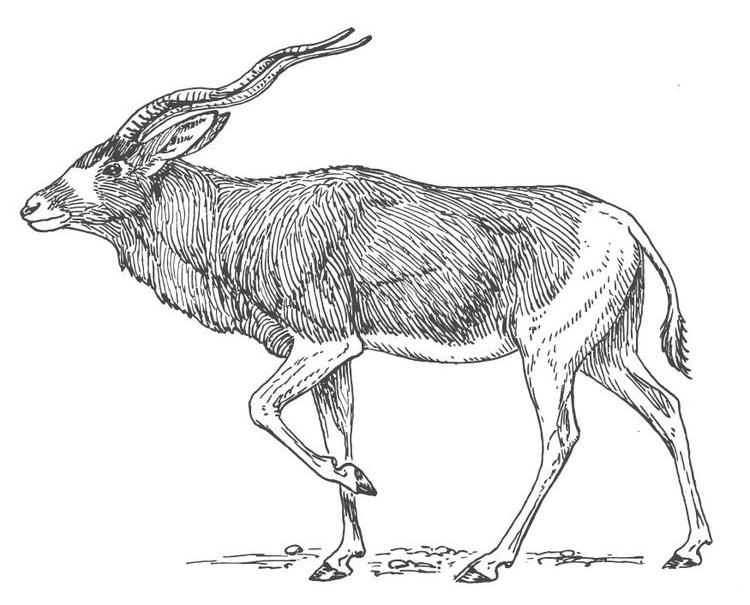 Dessin à colorier: Antilope (Animaux) #22609 - Coloriages à imprimer