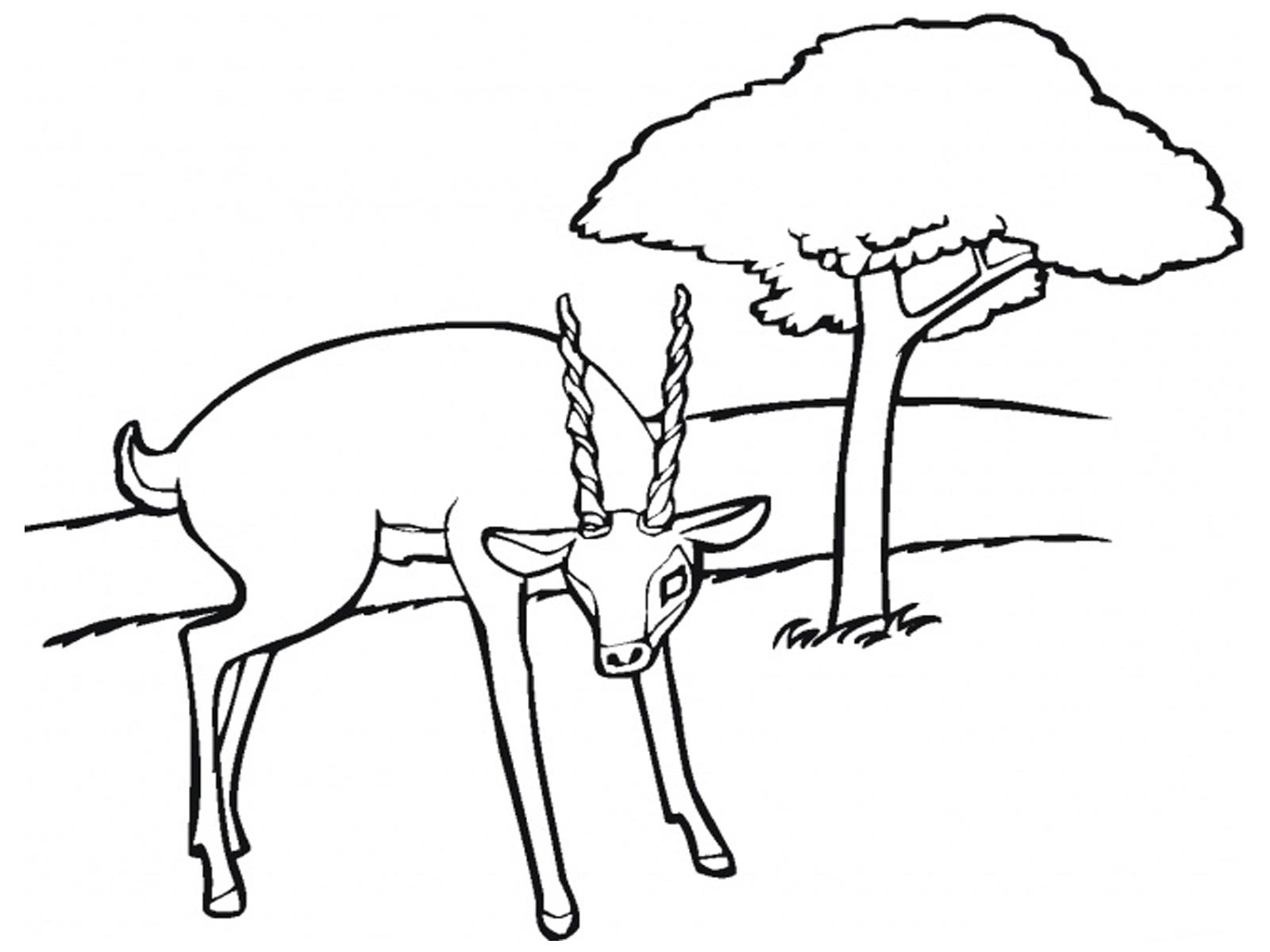 Dessin à colorier: Antilope (Animaux) #22611 - Coloriages à imprimer