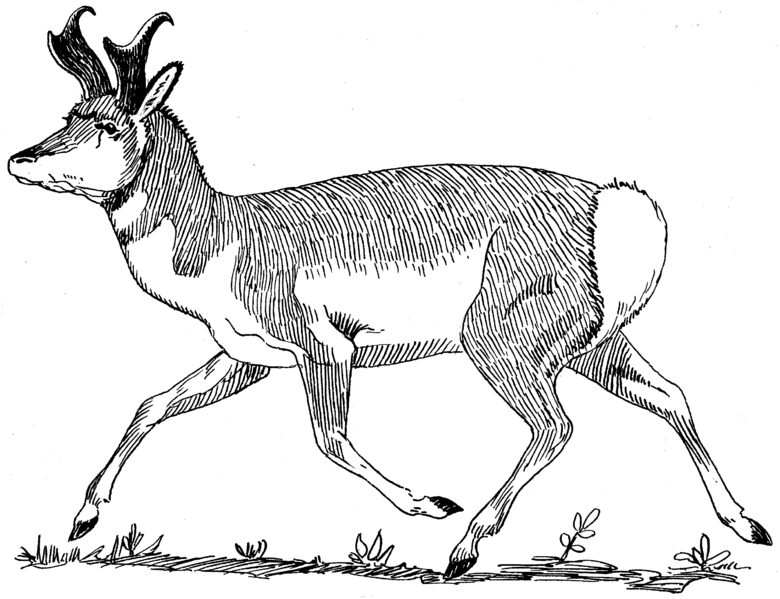 Dessin à colorier: Antilope (Animaux) #22614 - Coloriages à imprimer