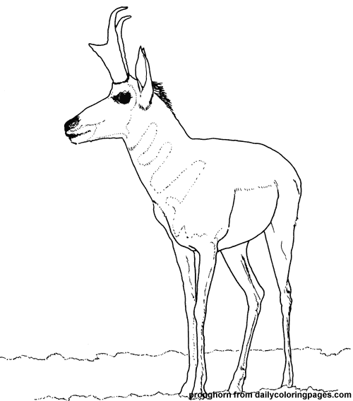 Dessin à colorier: Antilope (Animaux) #22621 - Coloriages à imprimer