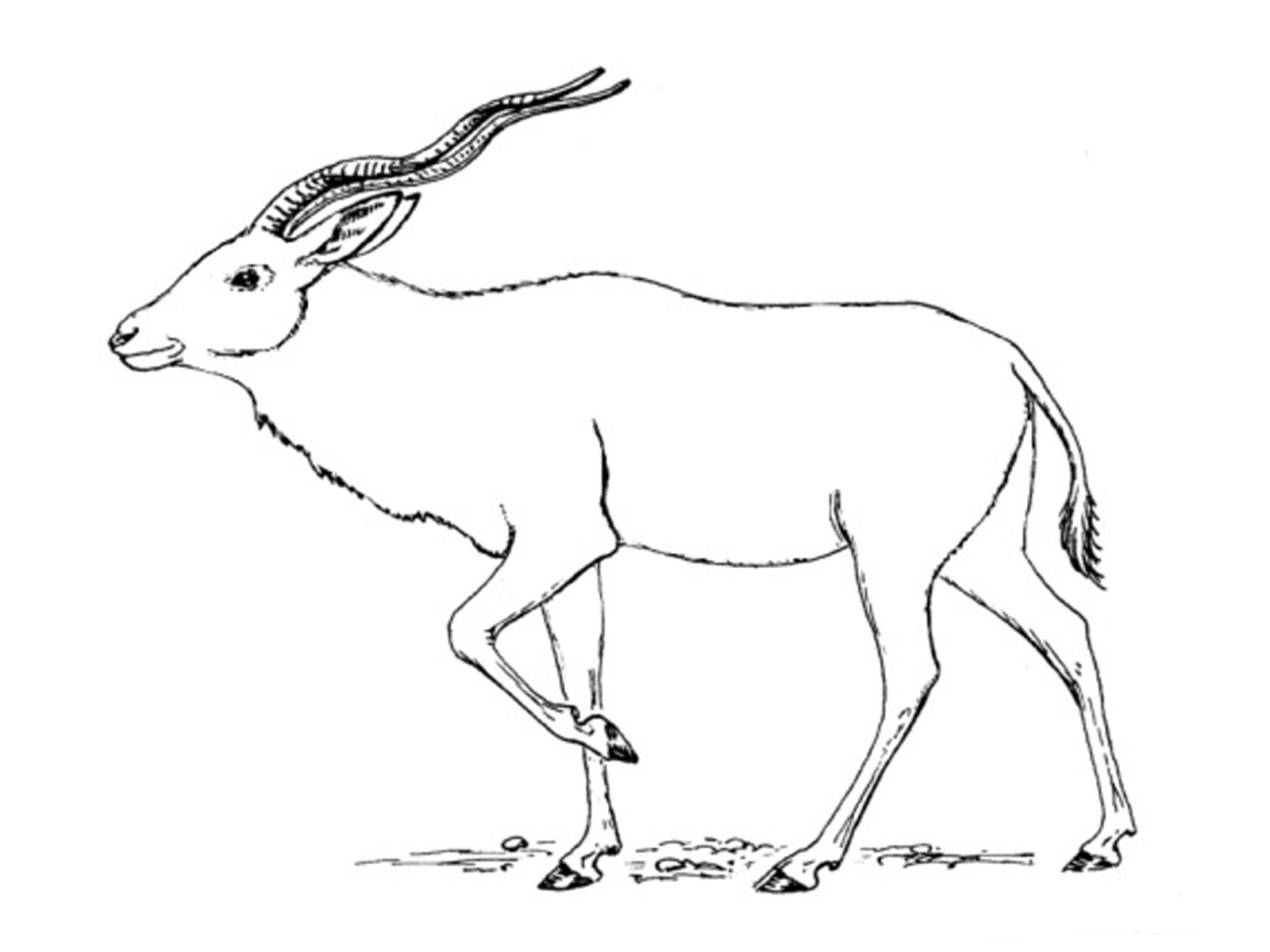 Dessin à colorier: Antilope (Animaux) #22623 - Coloriages à imprimer