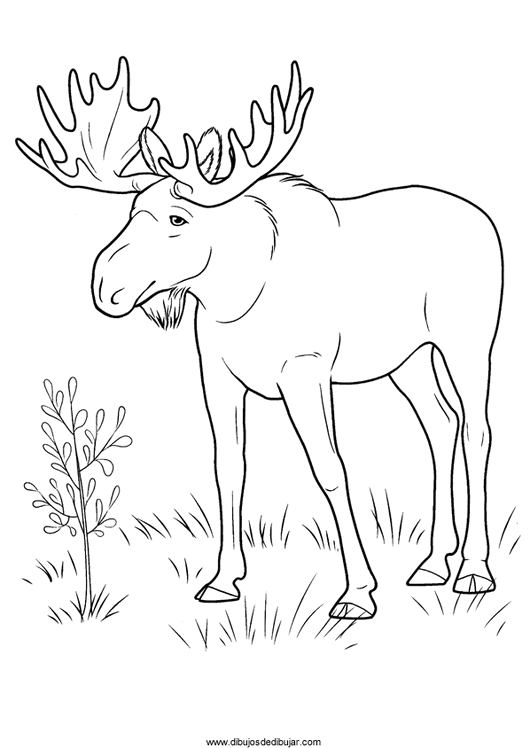Dessin à colorier: Antilope (Animaux) #22644 - Coloriages à imprimer