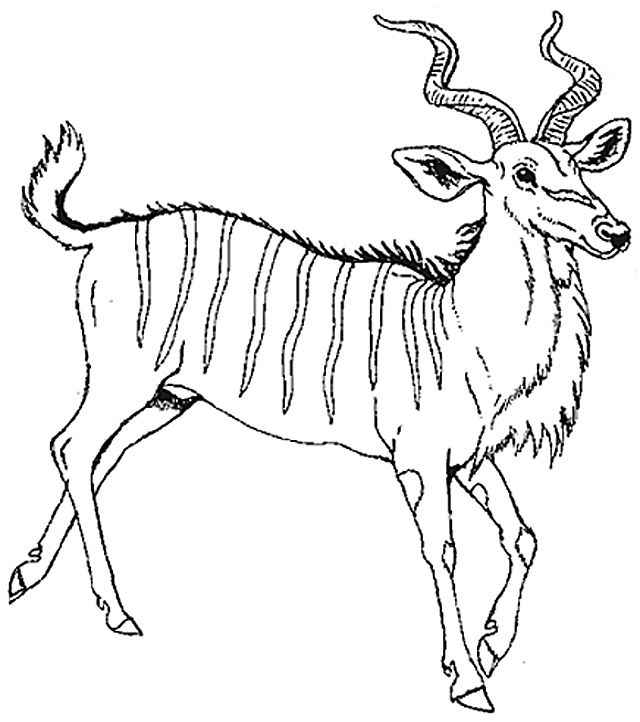 Dessin à colorier: Antilope (Animaux) #22645 - Coloriages à Imprimer Gratuits