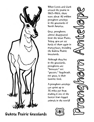Dessin à colorier: Antilope (Animaux) #22669 - Coloriages à Imprimer Gratuits