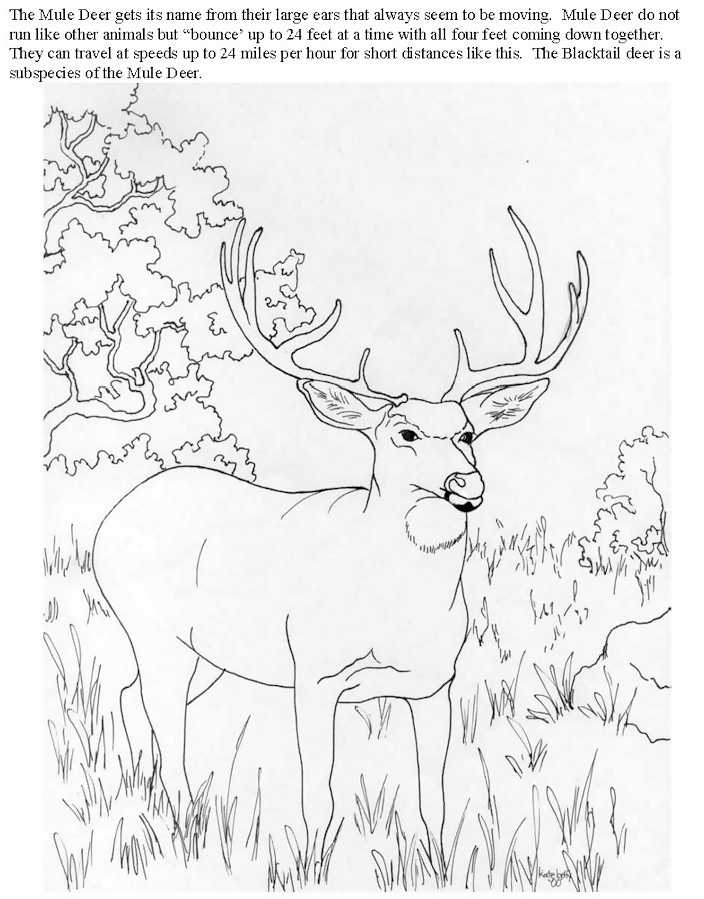 Dessin à colorier: Antilope (Animaux) #22670 - Coloriages à imprimer
