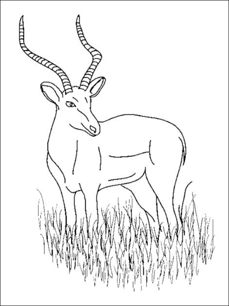 Dessin à colorier: Antilope (Animaux) #22672 - Coloriages à imprimer