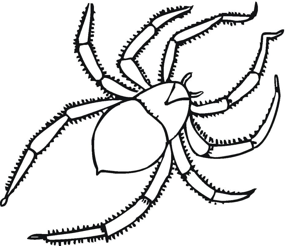 Coloriage gratuit Araignée #184492 de la collection Animaux à imprimer