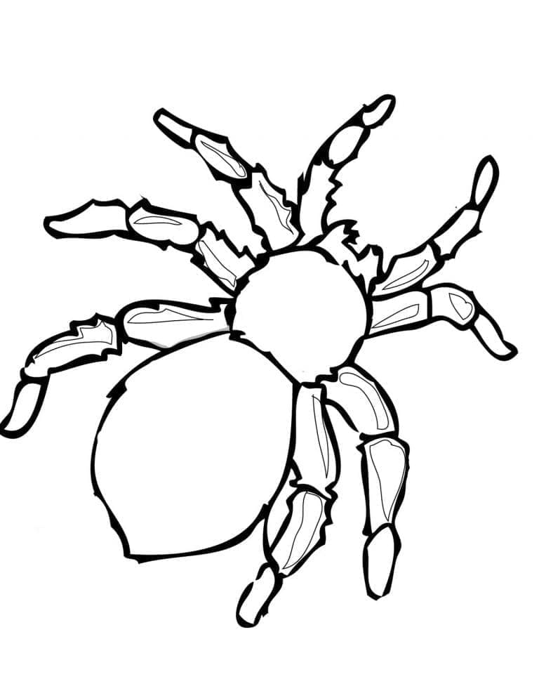 Coloriage gratuit Araignée #184516 de la collection Animaux à imprimer