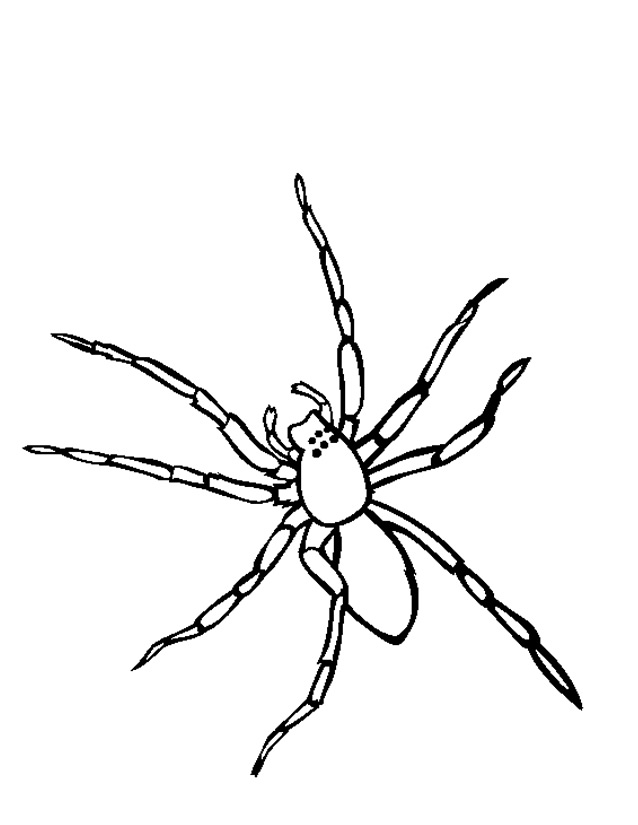 Dessin à colorier: Araignée (Animaux) #576 - Coloriages à imprimer