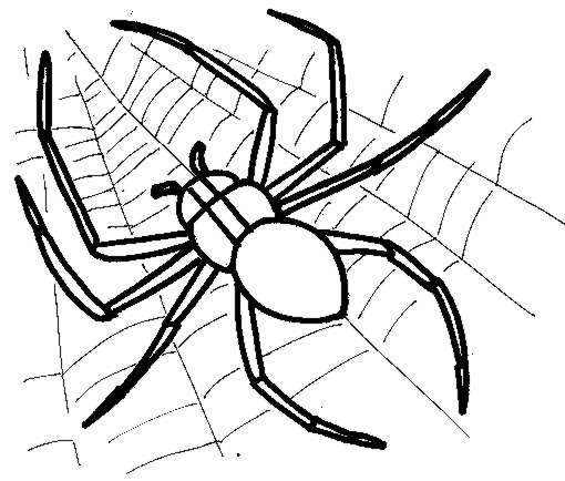 Dessin à colorier: Araignée (Animaux) #584 - Coloriages à imprimer