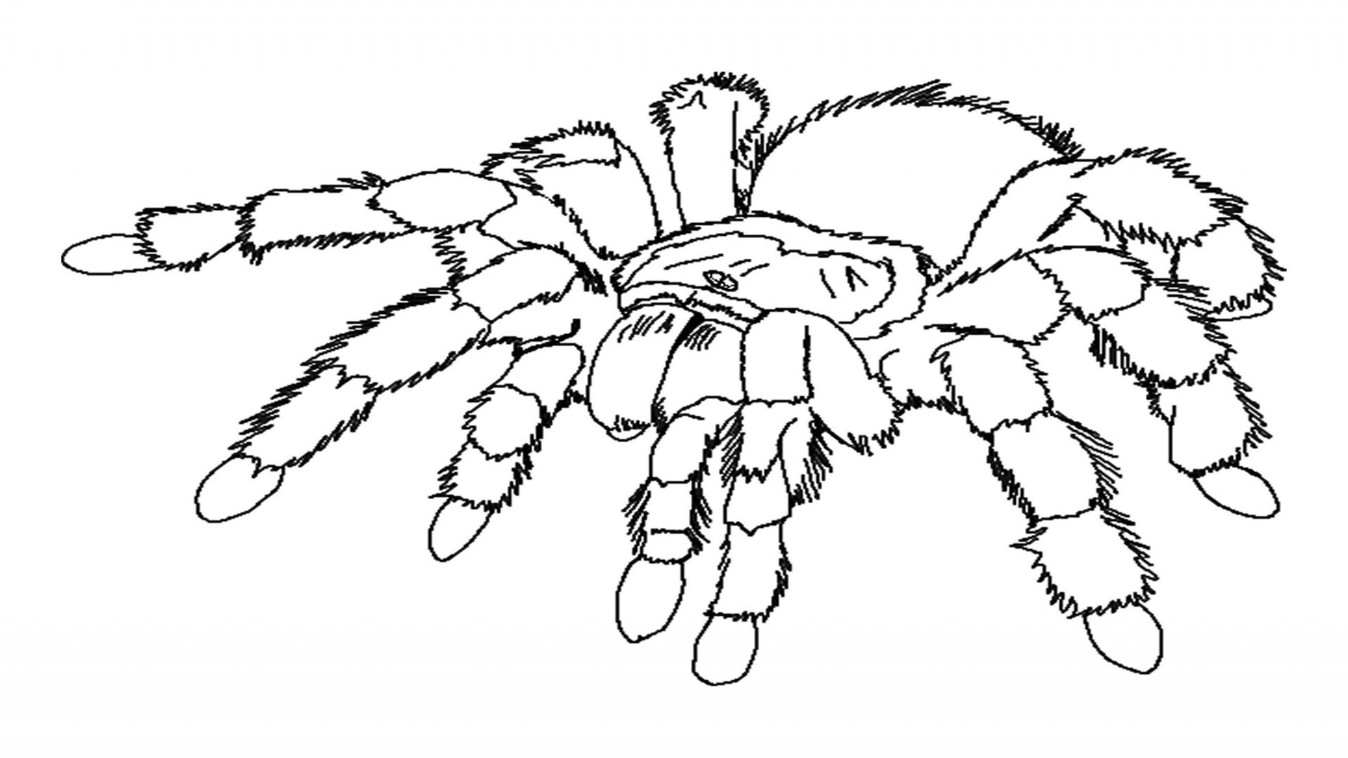 Dessin à colorier: Araignée (Animaux) #586 - Coloriages à Imprimer Gratuits