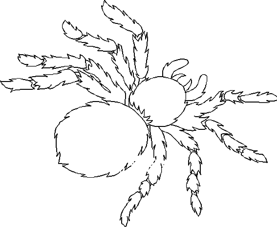 Dessin à colorier: Araignée (Animaux) #670 - Coloriages à imprimer