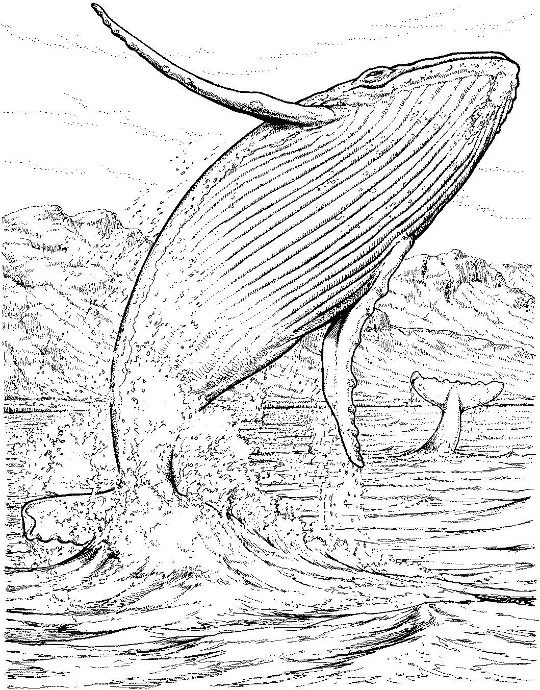 Dessin à colorier: Baleine (Animaux) #876 - Coloriages à imprimer