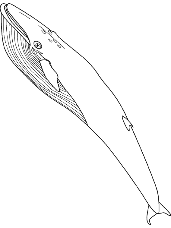 Dessin à colorier: Baleine (Animaux) #879 - Coloriages à Imprimer Gratuits