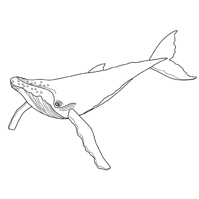 Dessin à colorier: Baleine (Animaux) #881 - Coloriages à Imprimer Gratuits