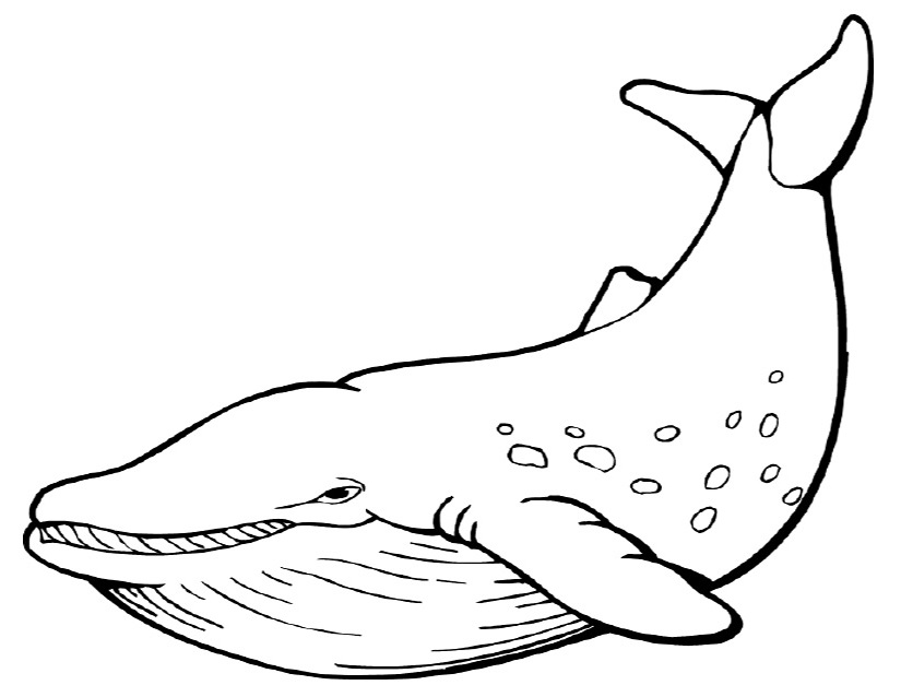 Dessin à colorier: Baleine (Animaux) #898 - Coloriages à imprimer