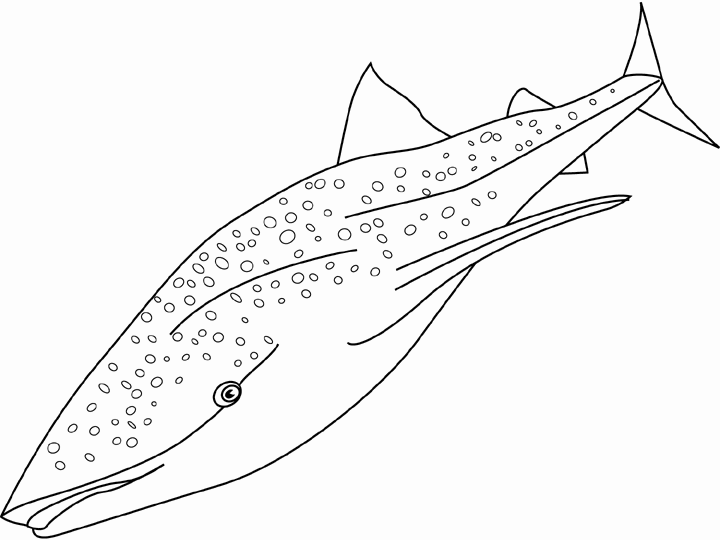 Dessin à colorier: Baleine (Animaux) #899 - Coloriages à imprimer